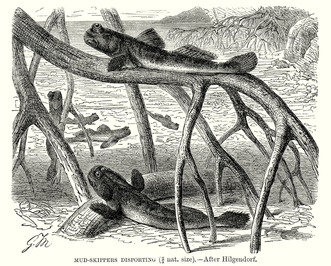 Les skippers de la boue se déportent (gravure) - European School