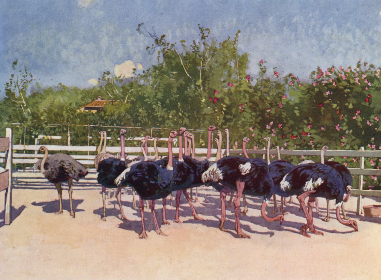 Nice, Autruches a la Ferme de Nice (colour litho) - European School