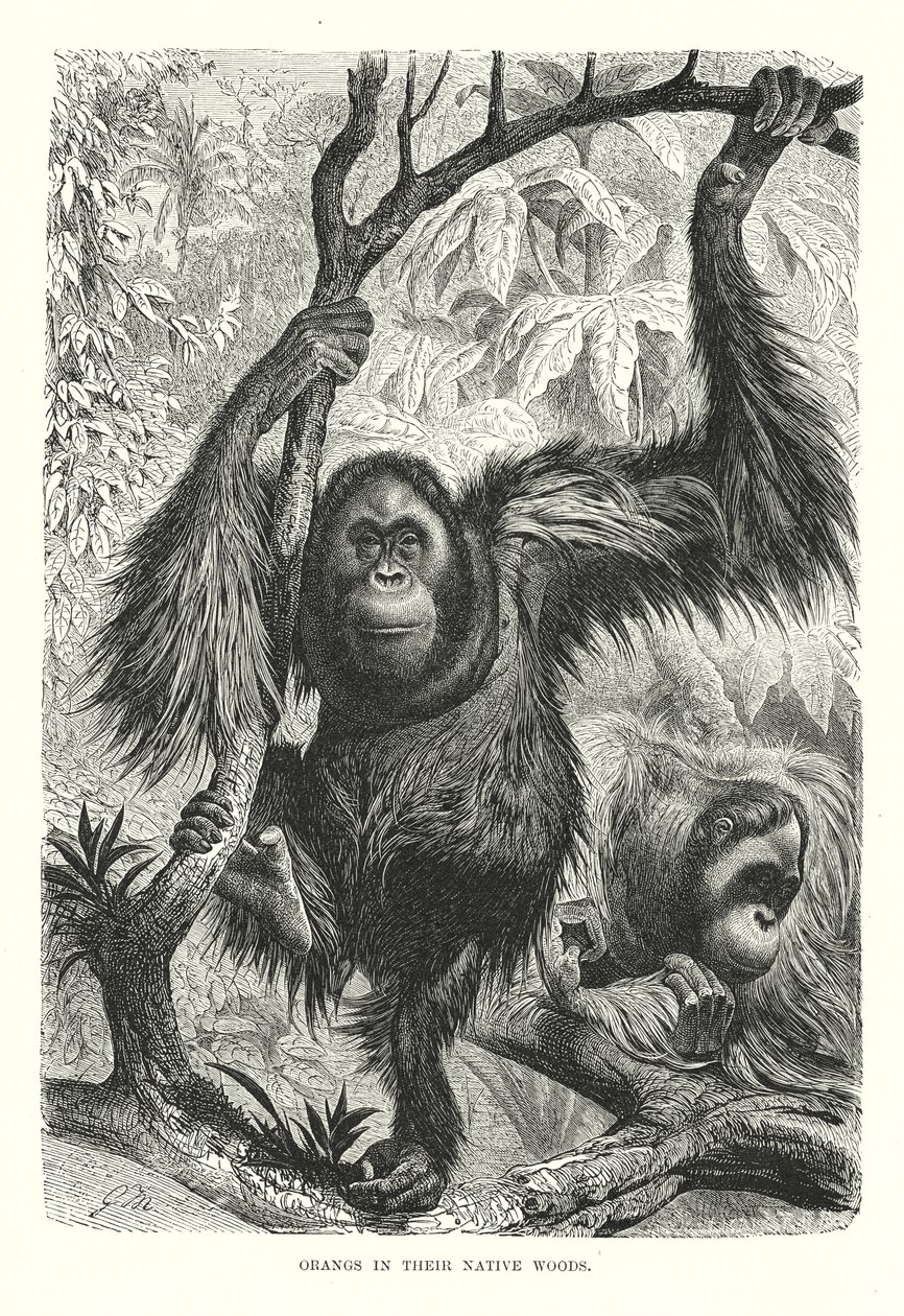 Orangs dans leur forêt natale (gravure) - European School