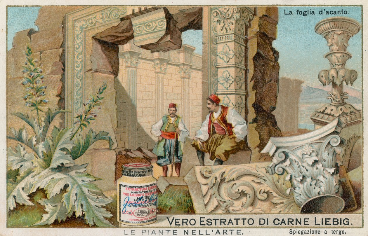 Les plantes dans l