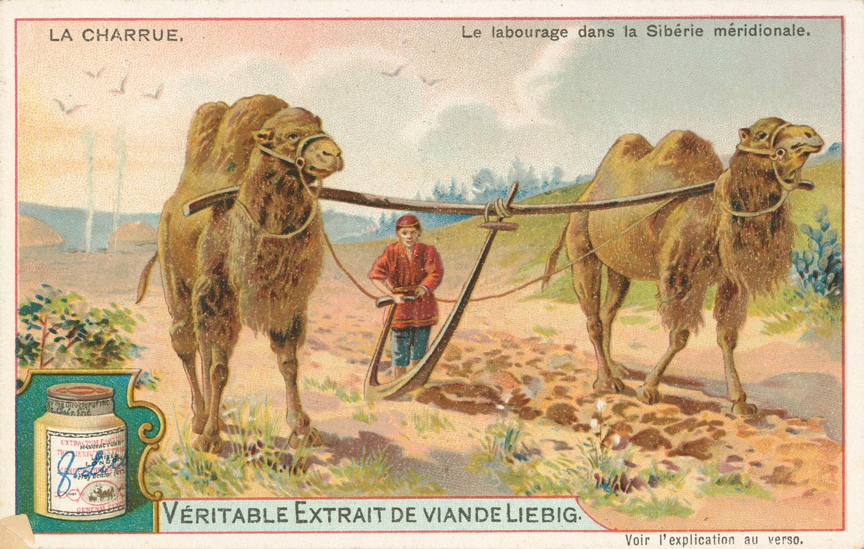 Labour avec des chameaux, Sibérie, carte Liebig, début du 20e siècle (chromo) - European School