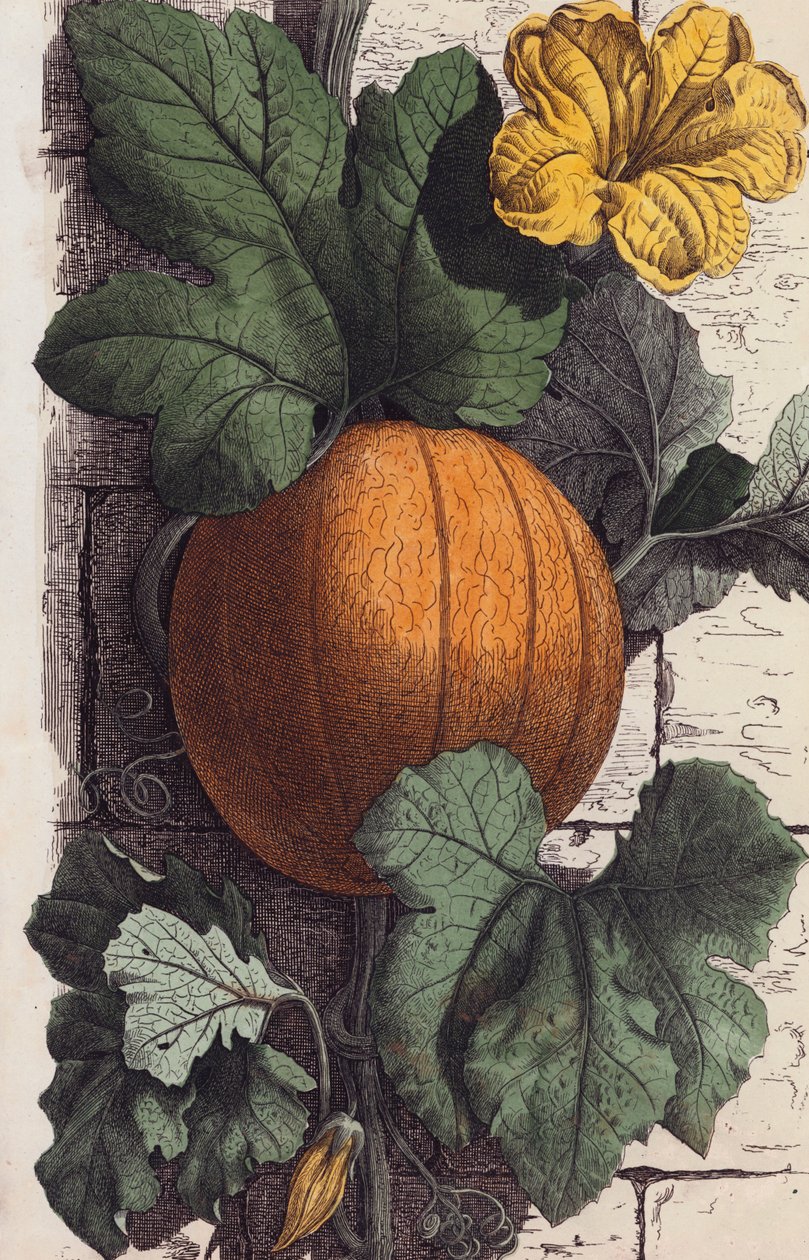 Citrouille (lithographie couleur) - European School