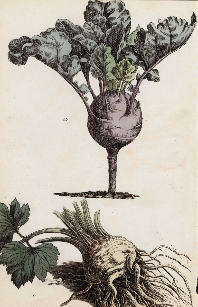 Légumes-racines (lithographie couleur) - European School