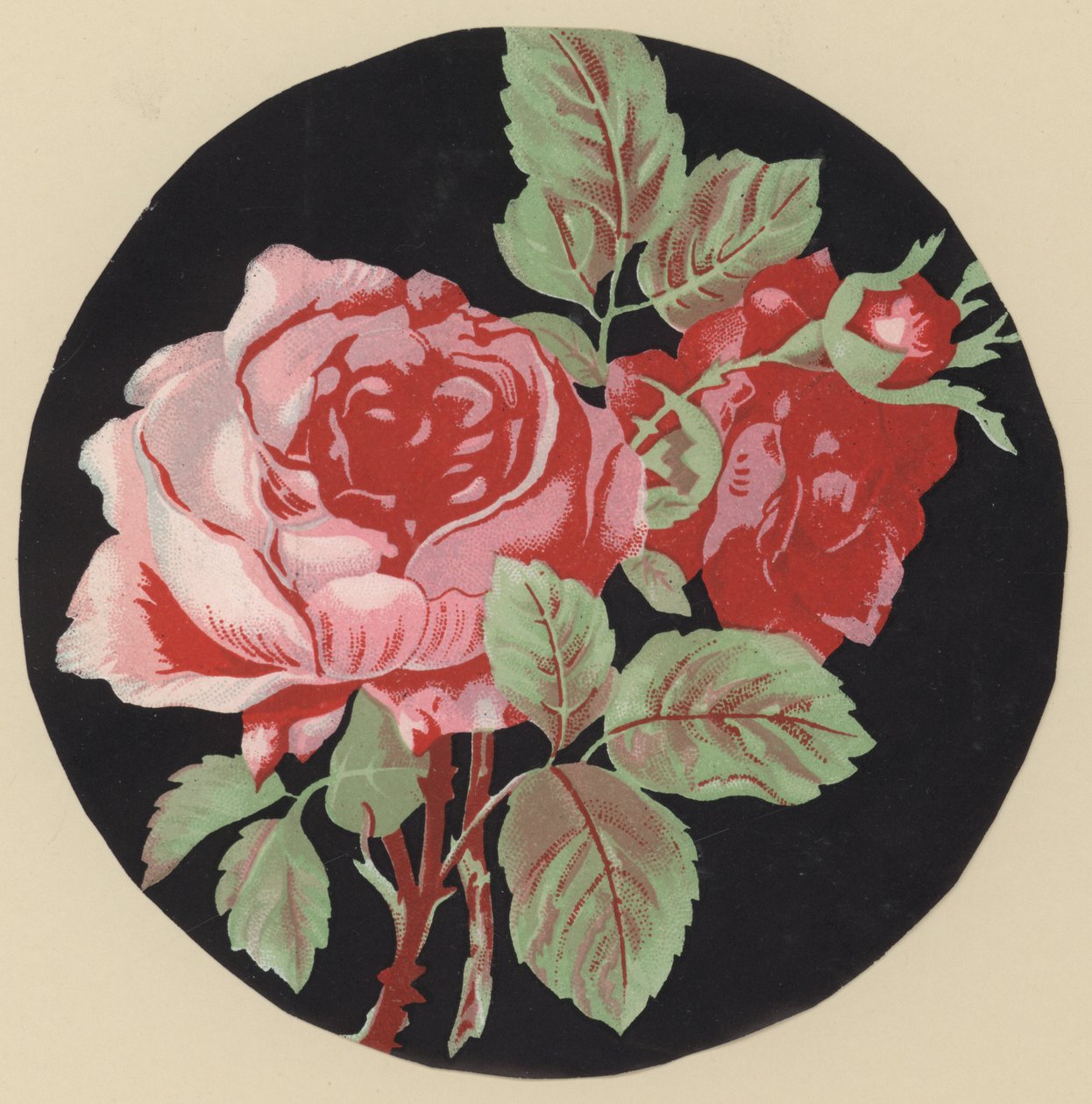 Rose (colour litho) - European School
