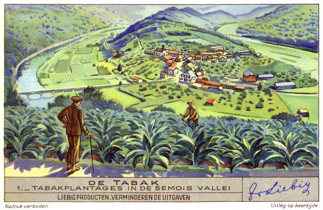 Plantation de tabac dans la vallée de la Semois, Belgique (chromolitho) - European School