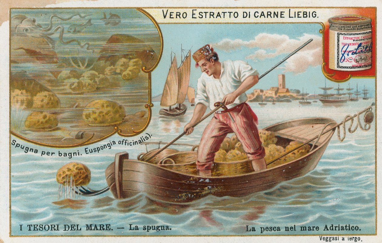 Trésors de la mer, carte Liebig, début du 20e siècle (chromo) - European School