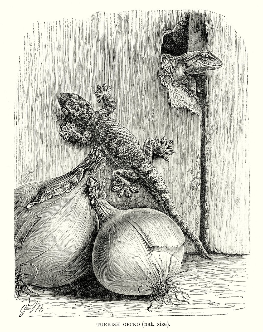 Gecko turc (gravure) - European School