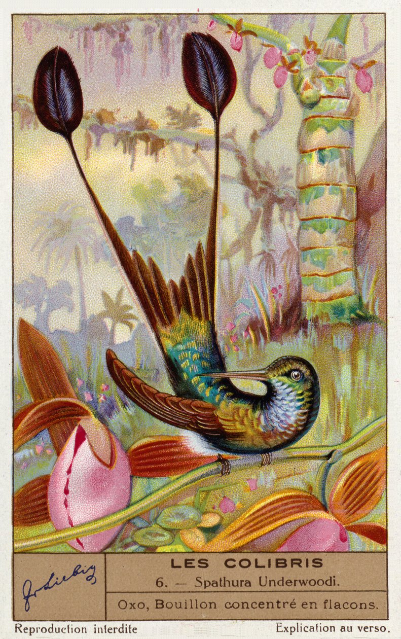 Spathure à pieds blancs (Spathura Underwoodii) (chromolitho) - European School