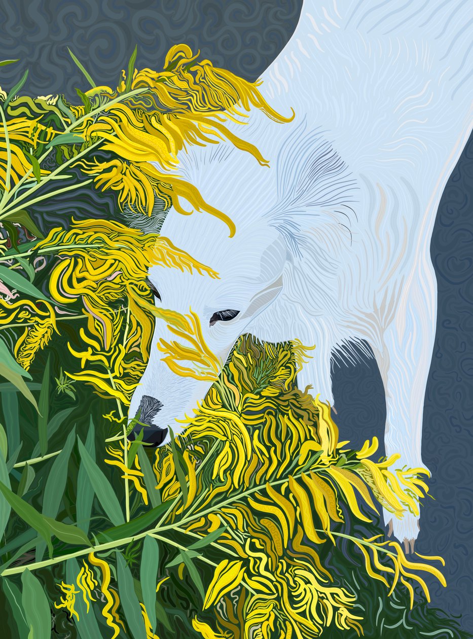 Barbe de bouc, chien blanc et verge d