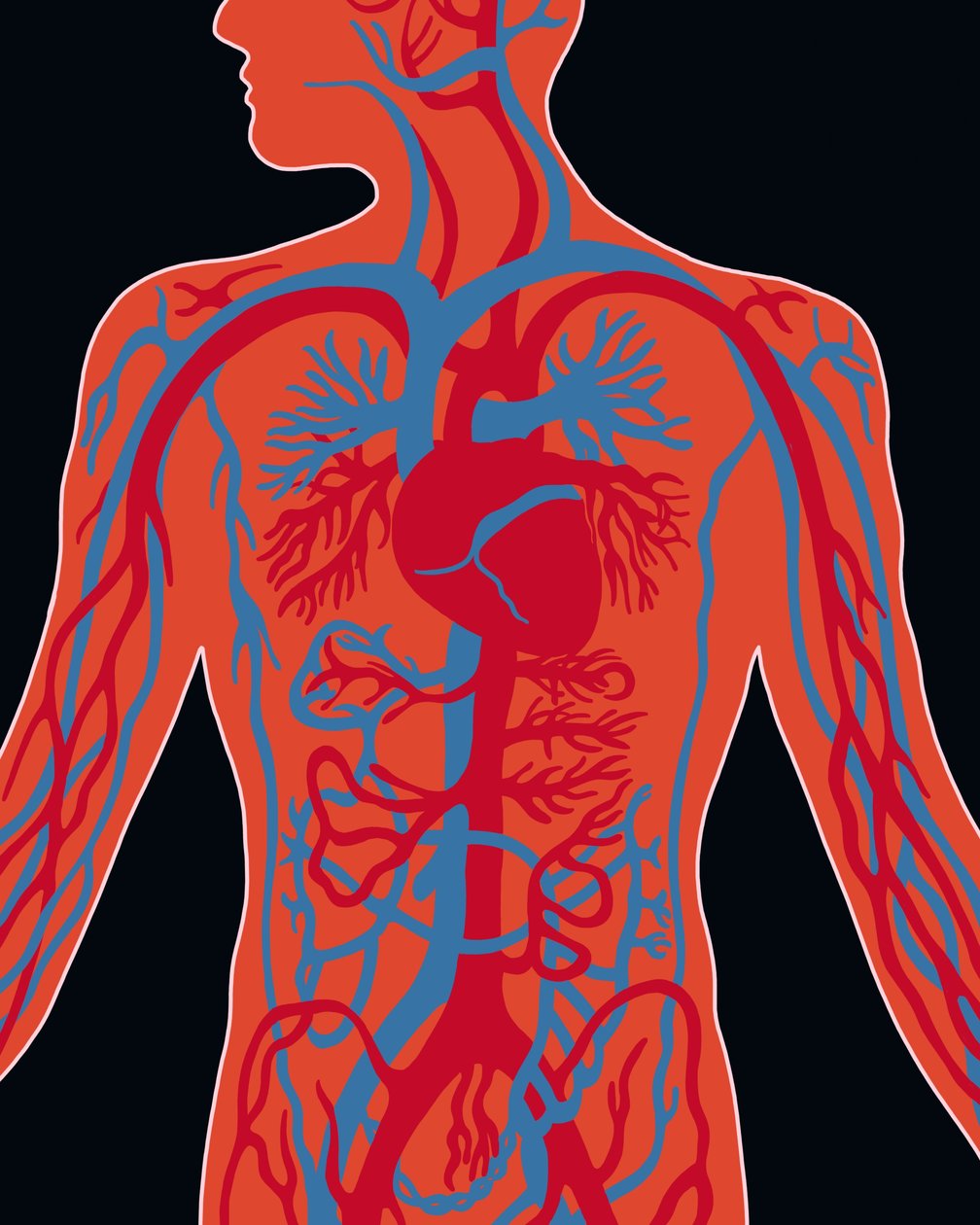 Réseau du système cardiovasculaire - Evan Sklar