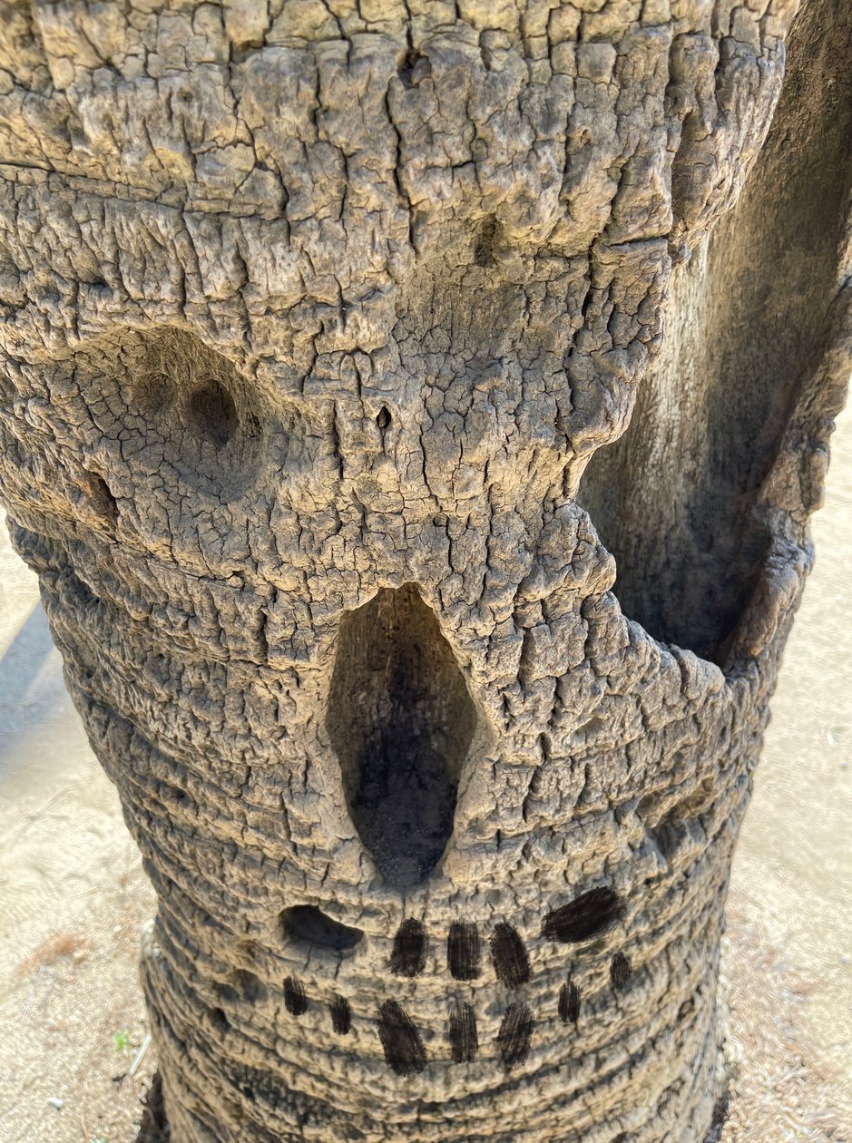 Arbre à crânes, 2025 (art numérique) - Evan Sklar
