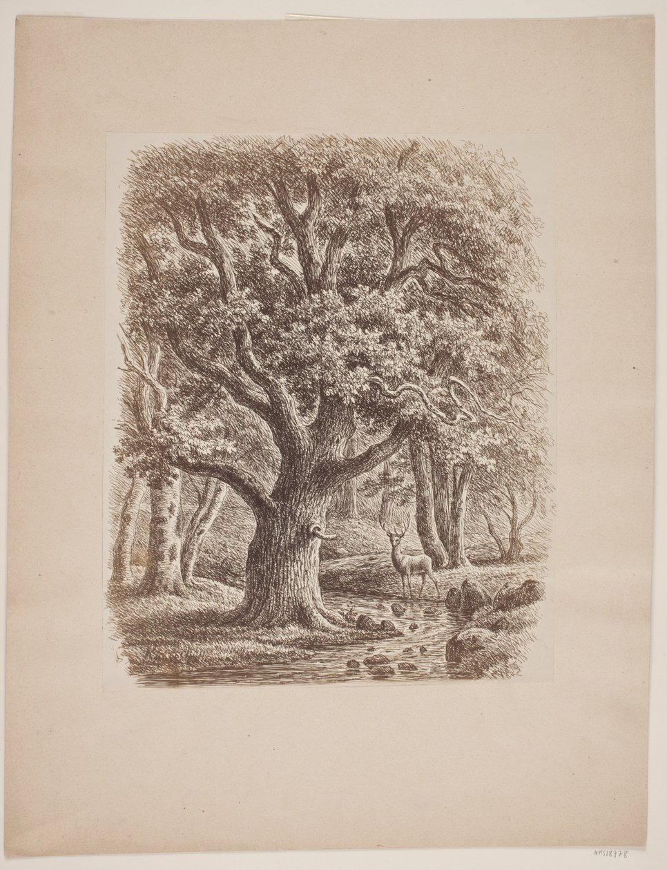 Paysage forestier avec un cours d