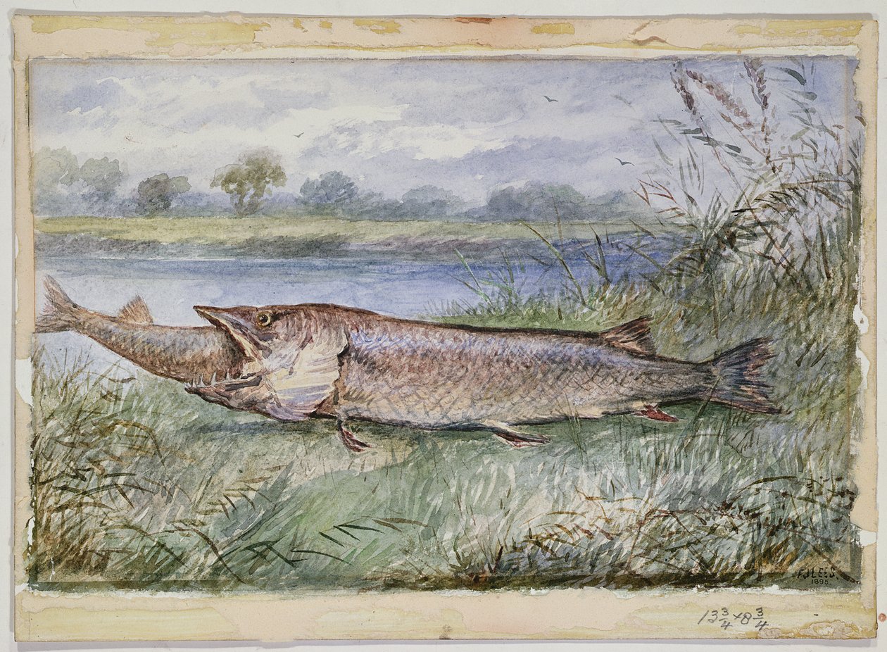 Un Incident Étonnant montrant un Brochet de 6lbs tentant d