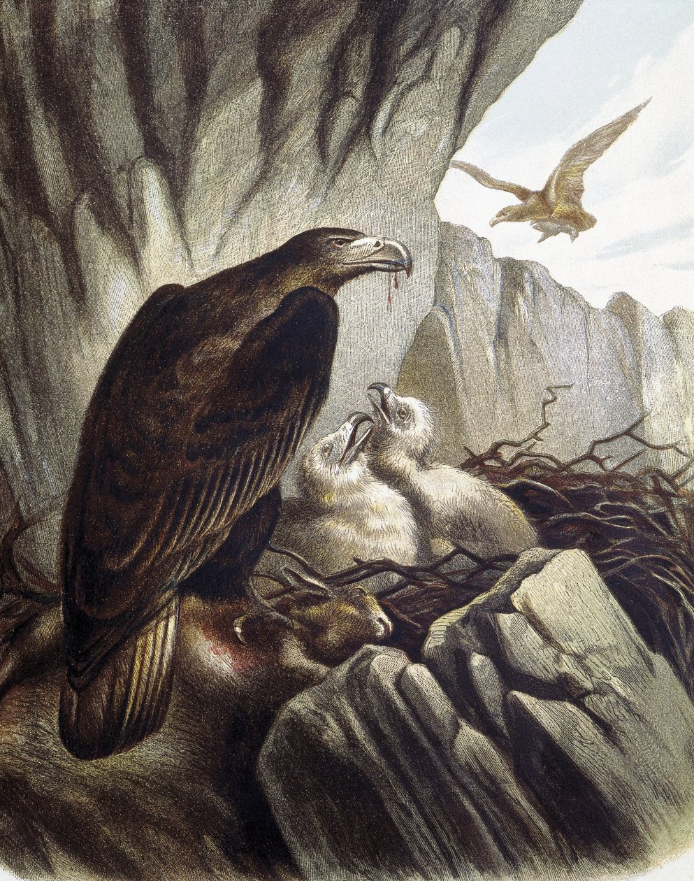 Aigles avec leurs petits. Gravure d