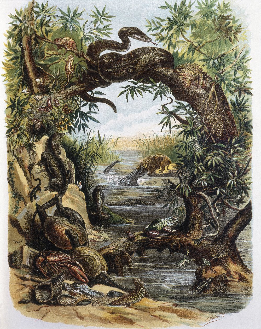Reptiles et crustacés. Gravure d