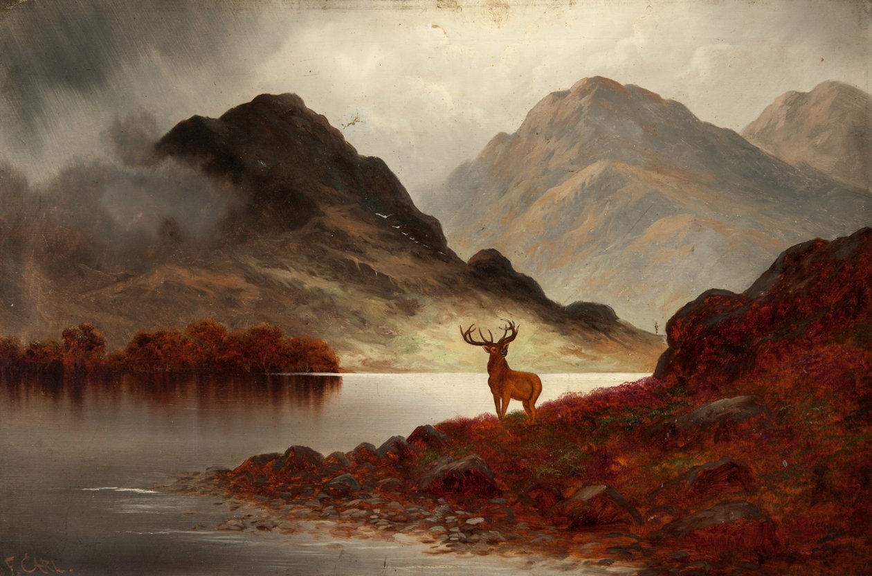 Cerf à la baie - F. Carl