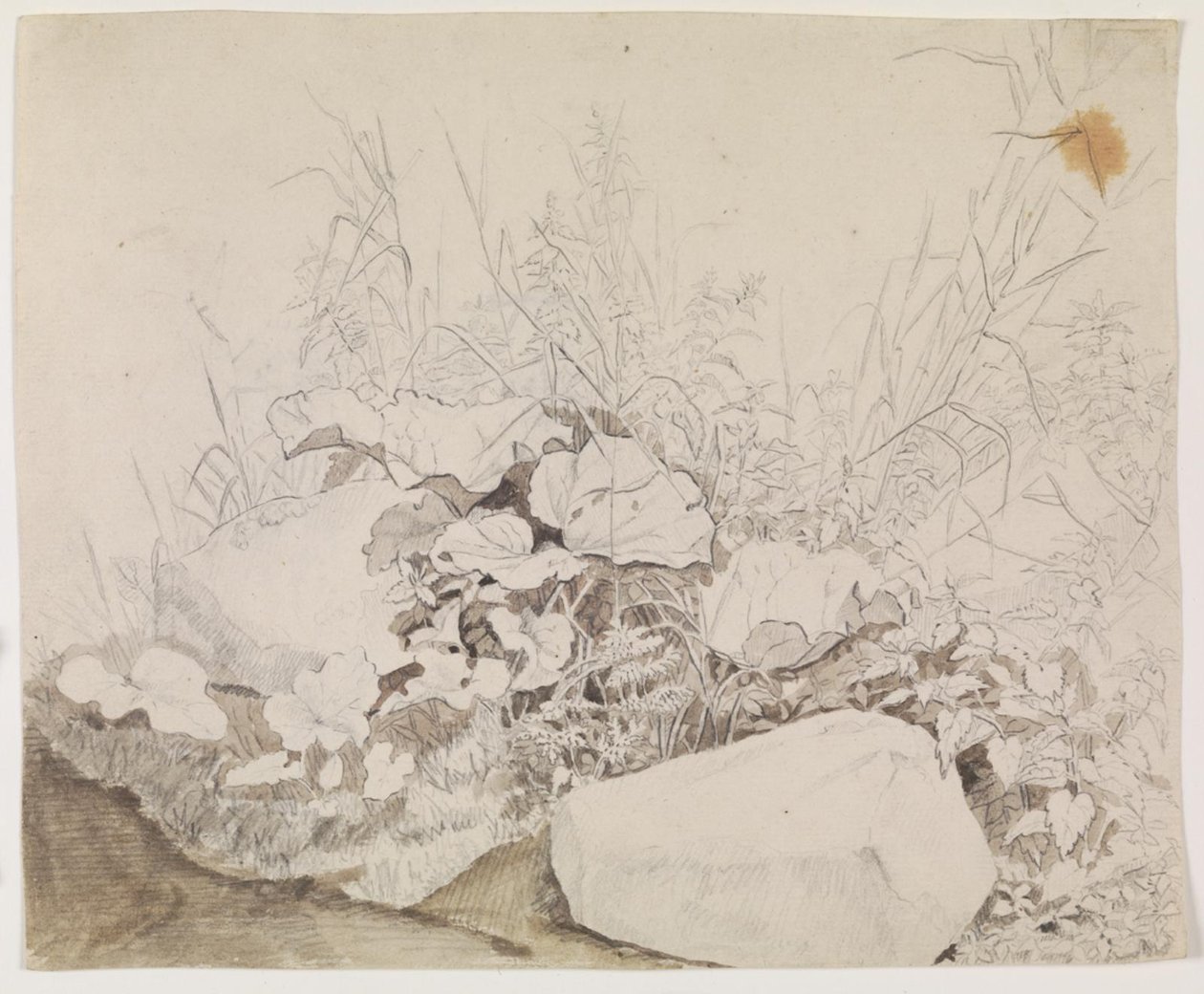 Plantes et rochers. Étude de détail - F. Sødring