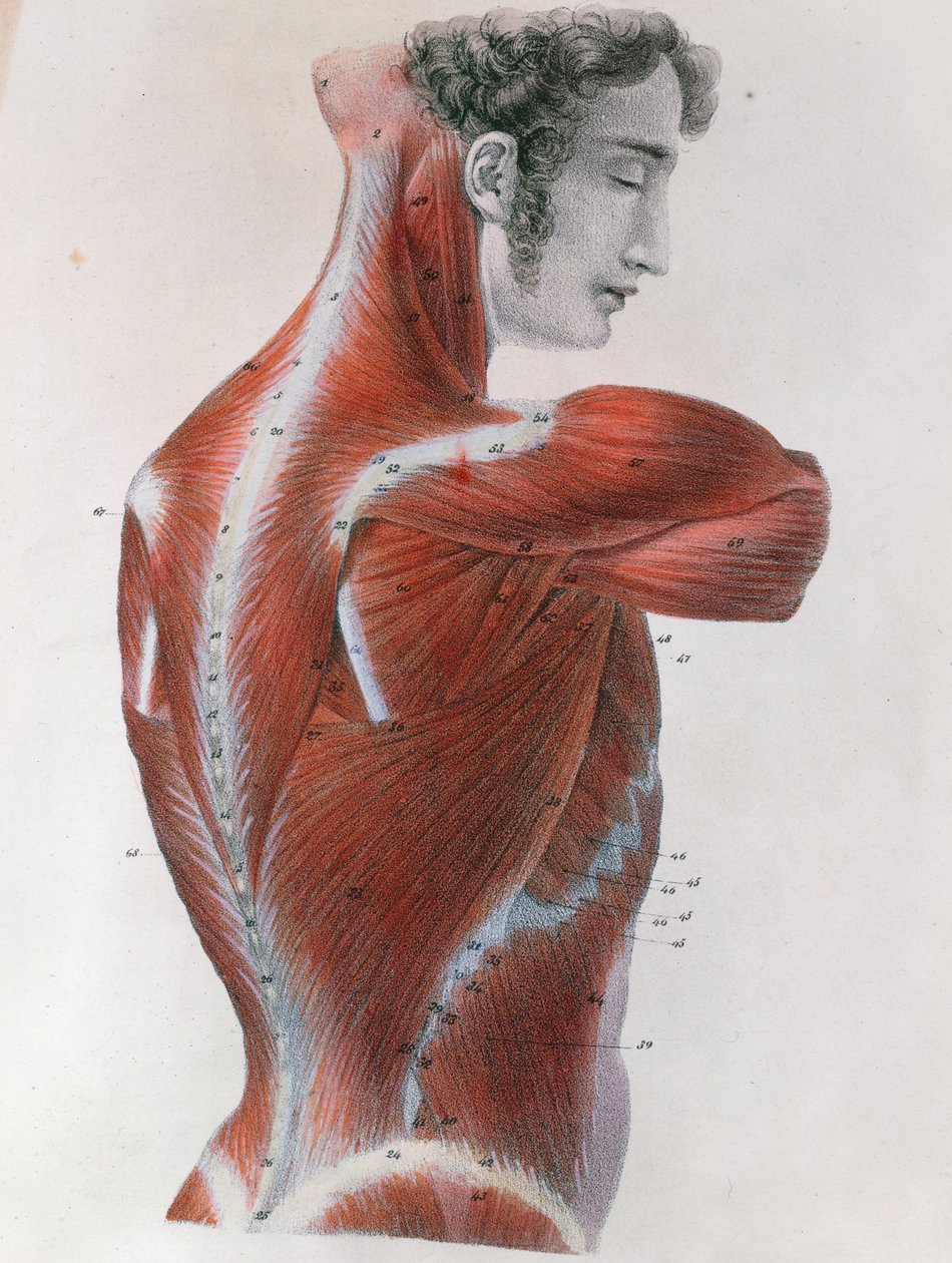 Torso écorché, de 