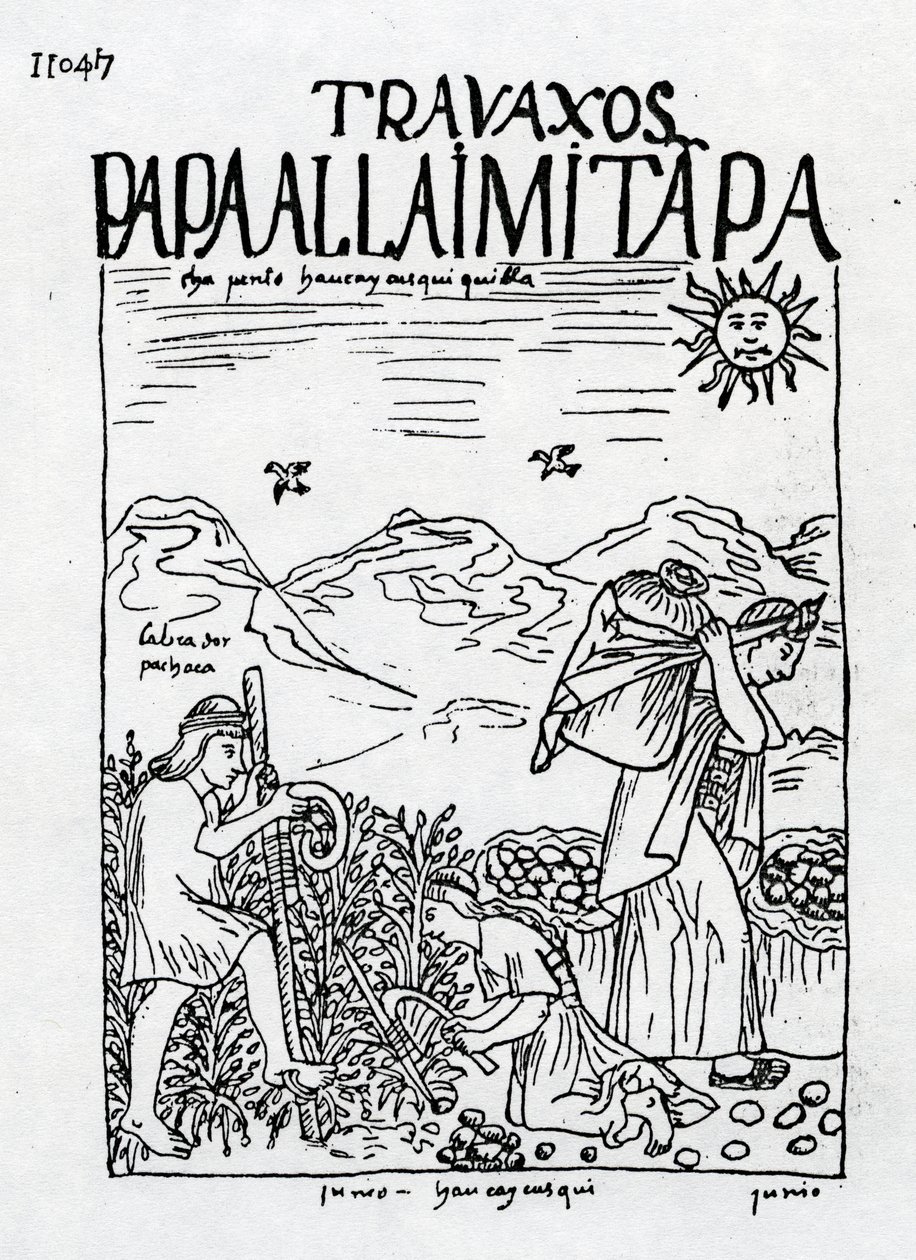 Le Mois de Juin, Récolte des Pommes de Terre - Felipe Huaman Poma de Ayala