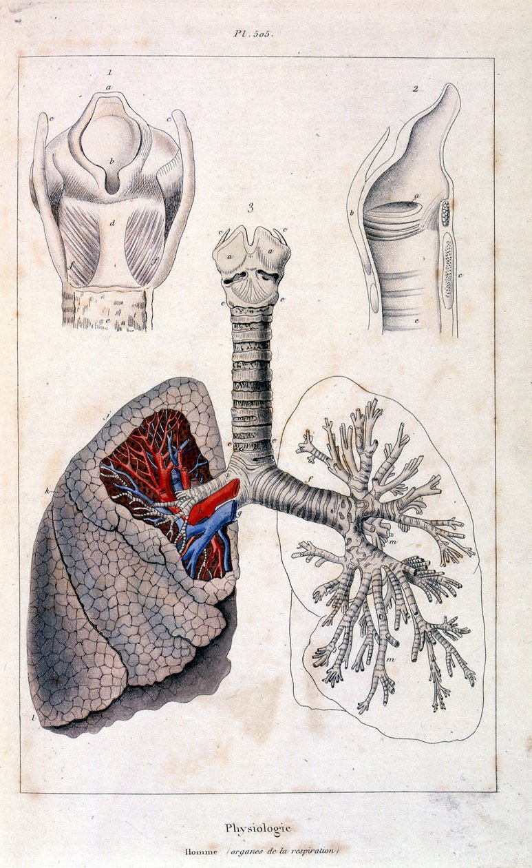 Anatomical illustration by F. E. Guerin. From Dictionnaire pittoresque d