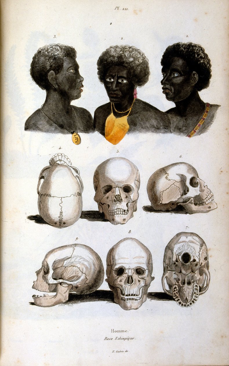 Illustration anthropologique représentant la race éthiopienne - Felix-Edouard Guerin