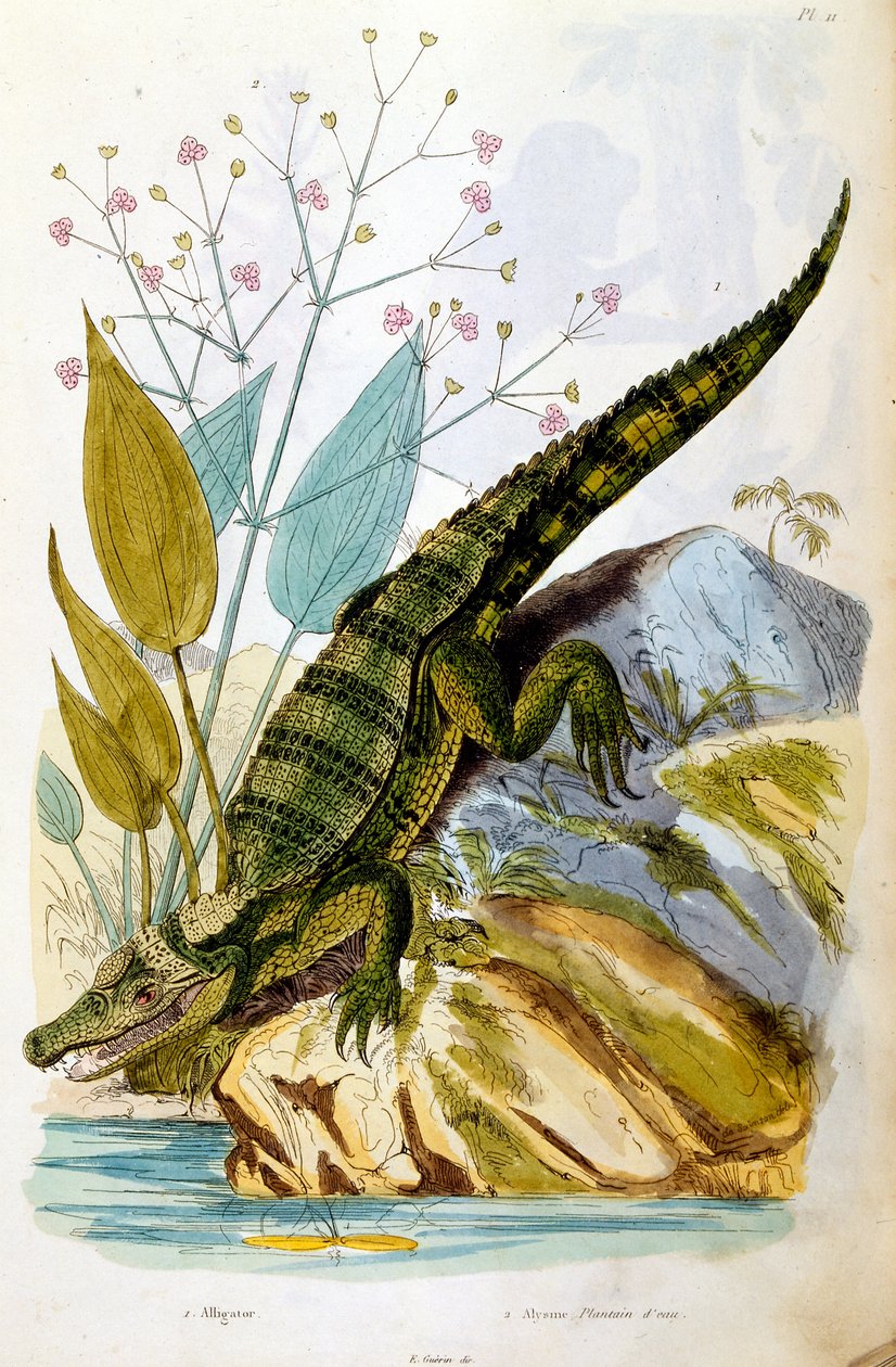 Botanical and zoological illustration by F. E. Guerin. From Dictionnaire pittoresque d