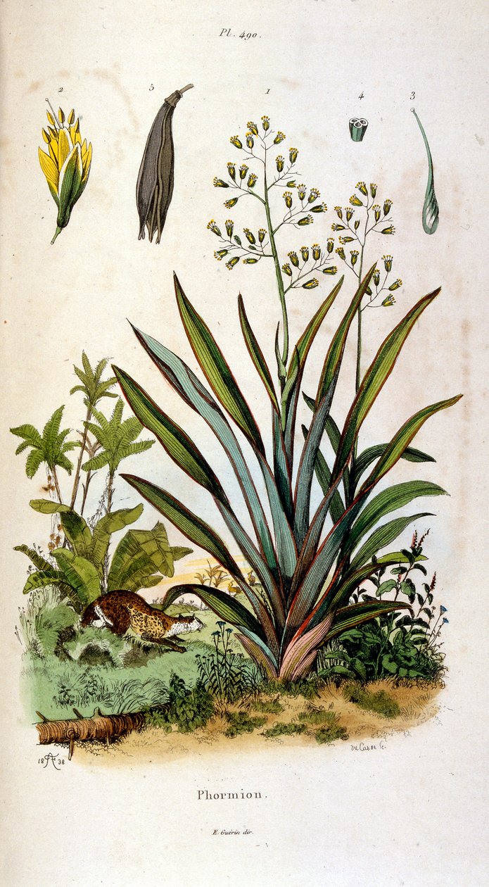 Botanical and zoological illustration by F. E. Guerin. From Dictionnaire pittoresque d