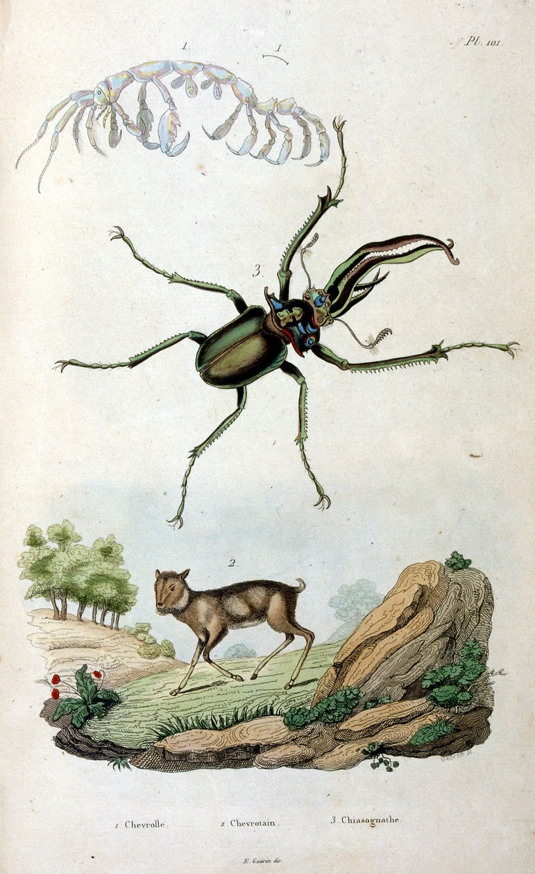 Botanical and zoological illustration by F. E. Guerin. From Dictionnaire pittoresque d