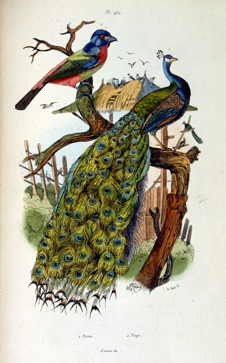 Botanical and zoological illustration by F. E. Guerin. From Dictionnaire pittoresque d