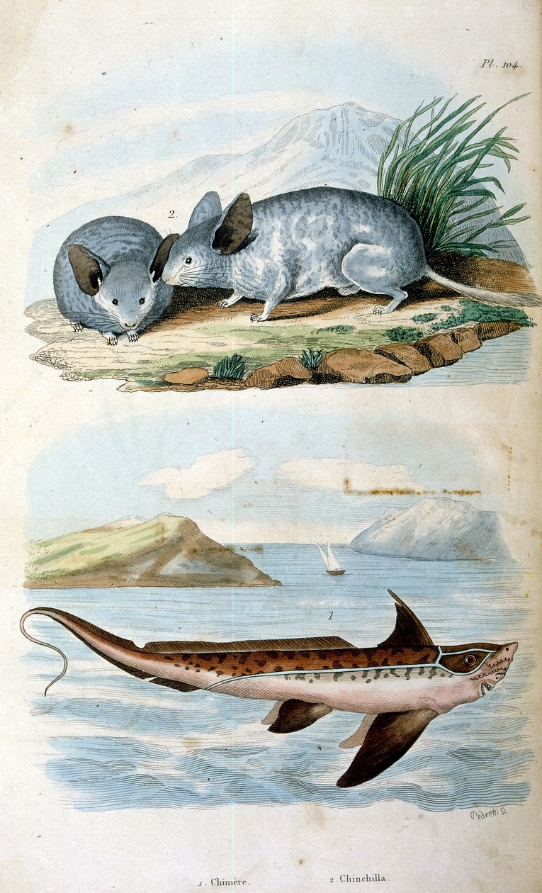 Chimaeras l