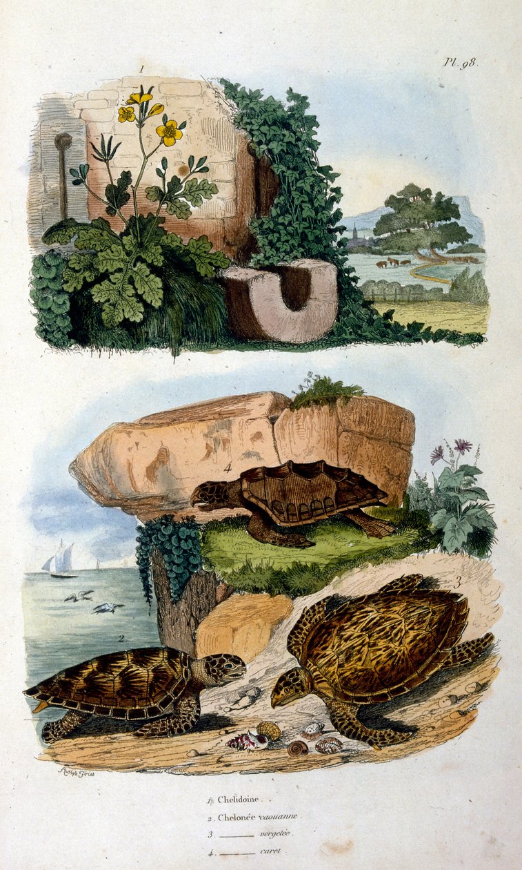 Tortues - Felix-Edouard Guerin