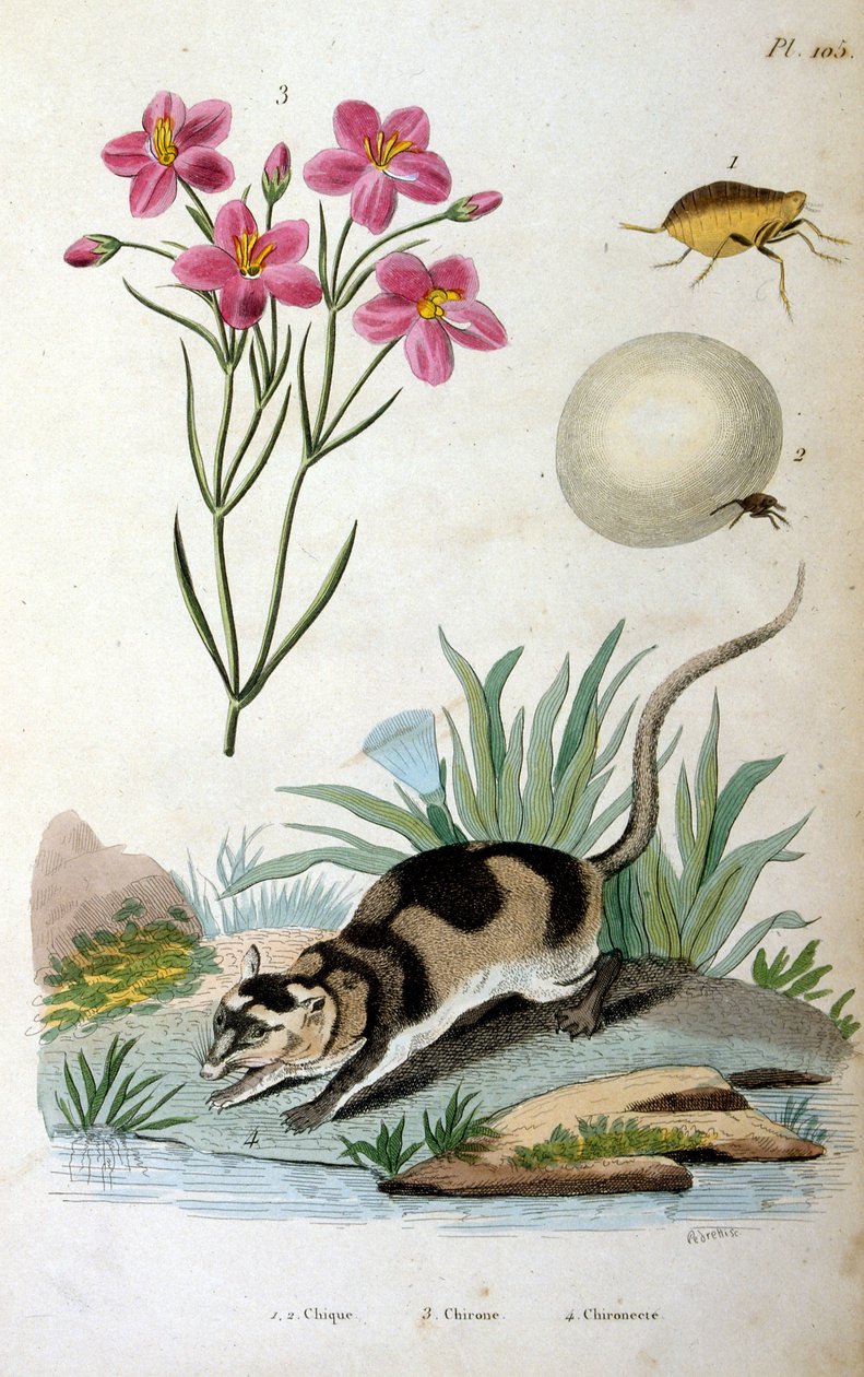 Opossum d