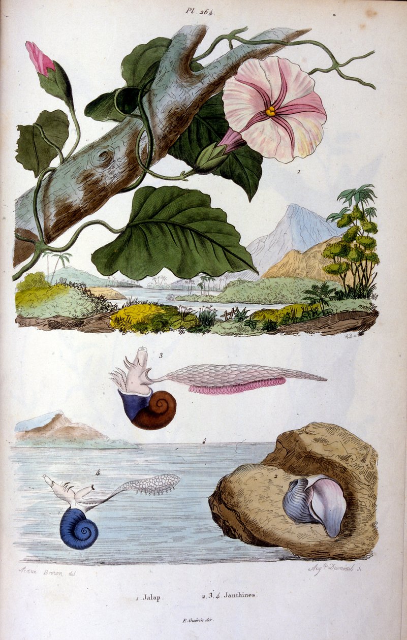 Escargot de mer - Felix-Edouard Guerin