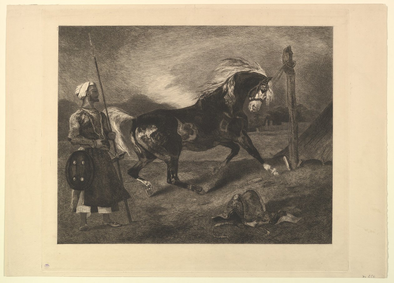 Cheval arabe au piquet, d