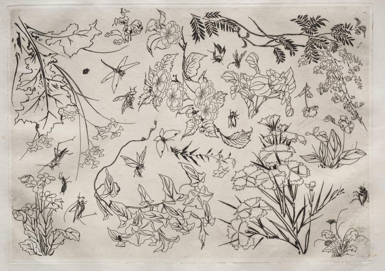 Service de table (service Rousseau) : Fleurs (n° 22) - Felix Bracquemond