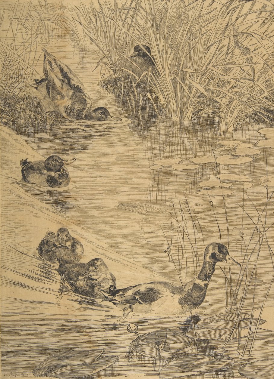 Ébats de canards, 1850-1914 - Felix Bracquemond