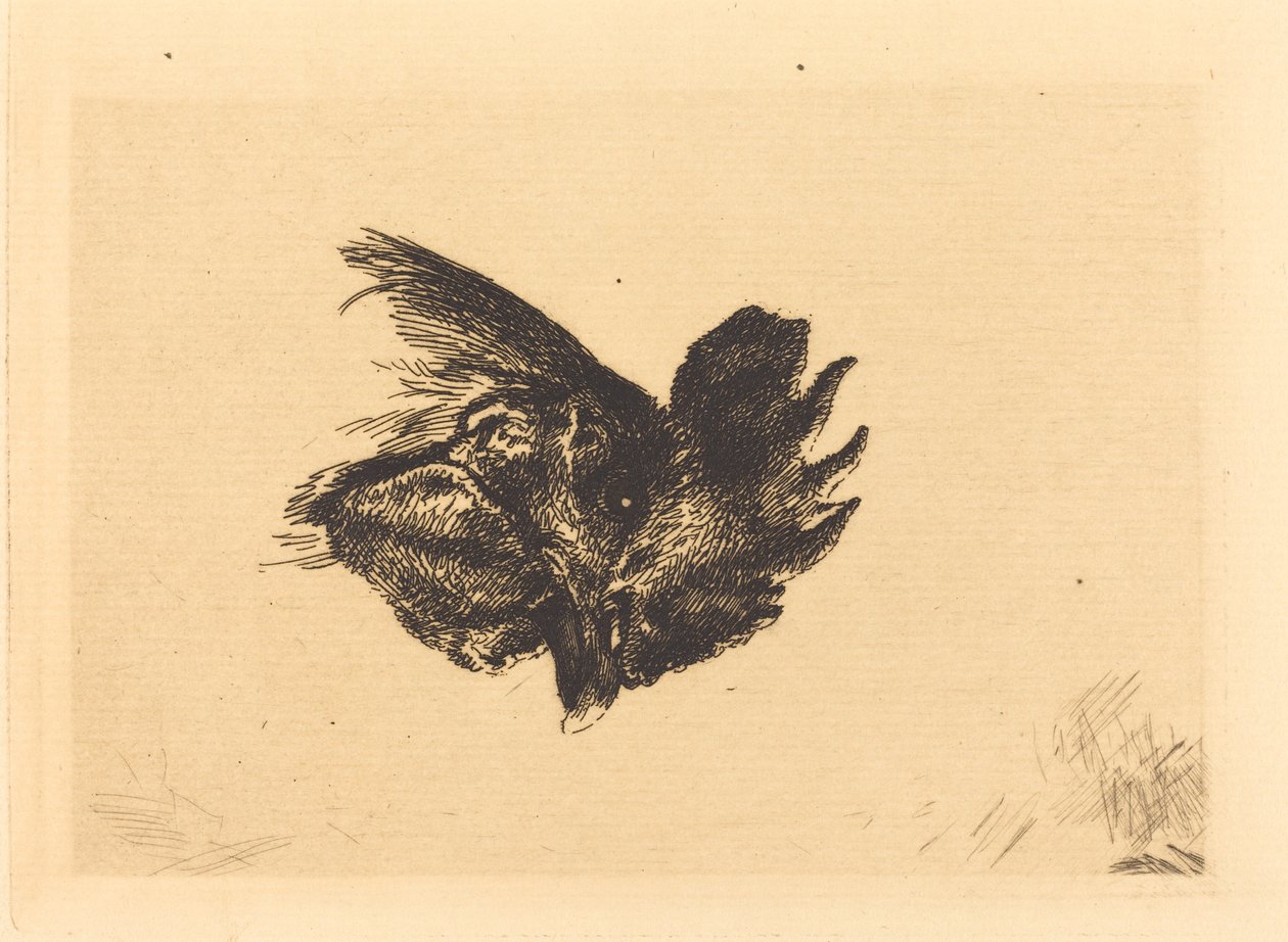 Tête de coq - Felix Bracquemond