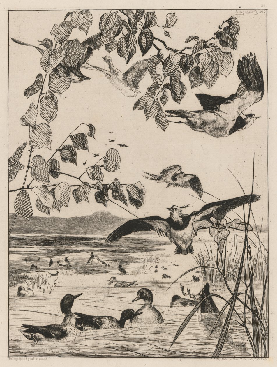 Vanneaux et sarcelles, 1862 - Felix Bracquemond