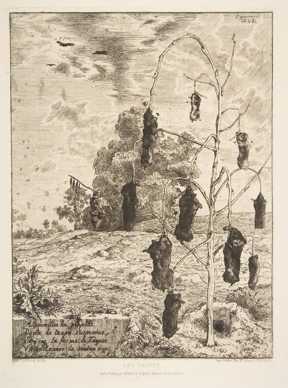 Les Taupes, 1854 - Felix Bracquemond