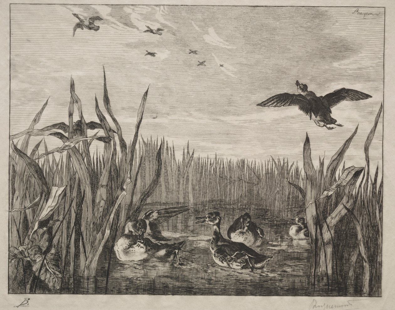Sarcelle, 1853 - Felix Bracquemond