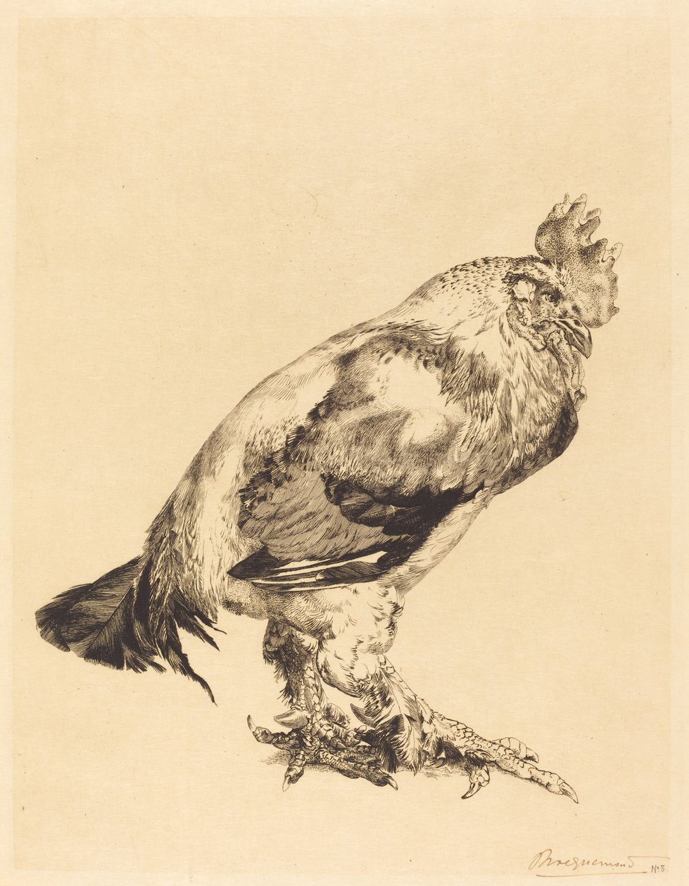 Le Vieux Coq - Felix Bracquemond