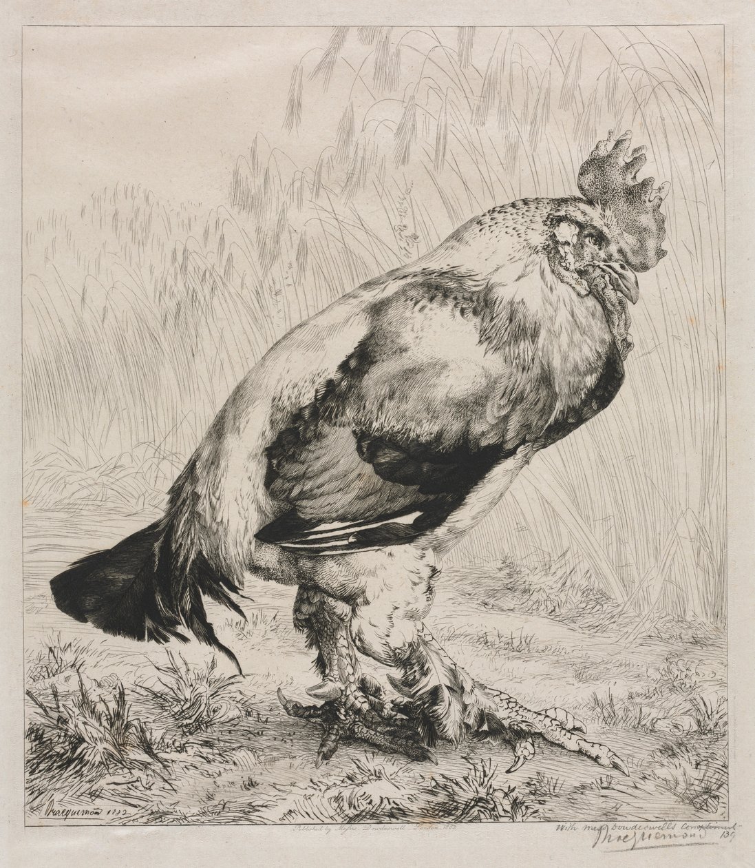 Le Vieux Coq, 1882 - Felix Bracquemond