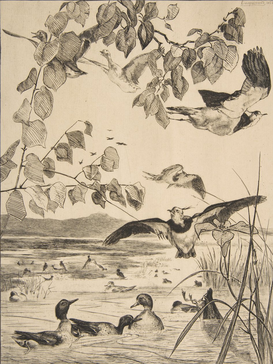 Vanneaux et Sarcelles, 1862 - Felix Bracquemond