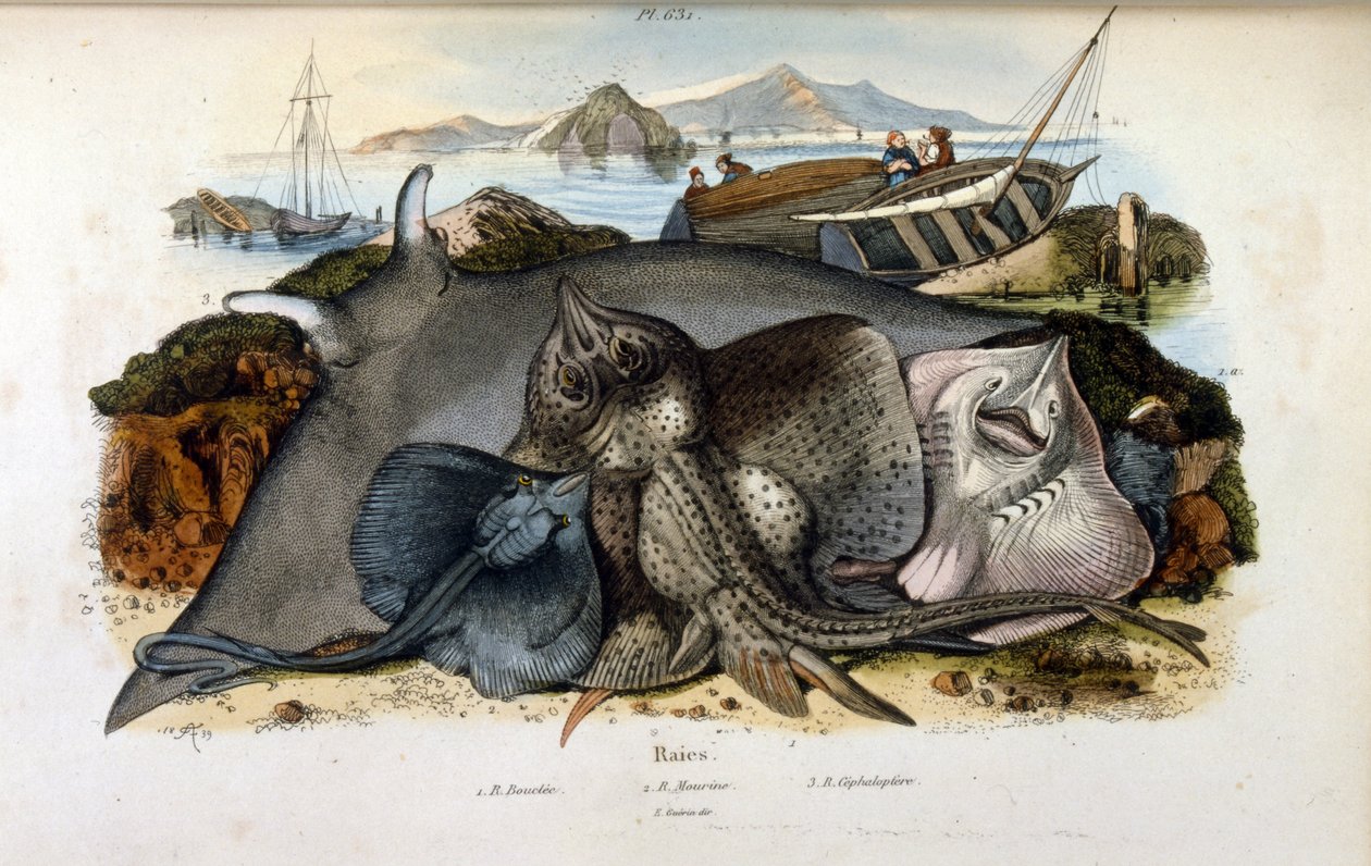Illustration de la raie manta - Felix Edouard Guerin