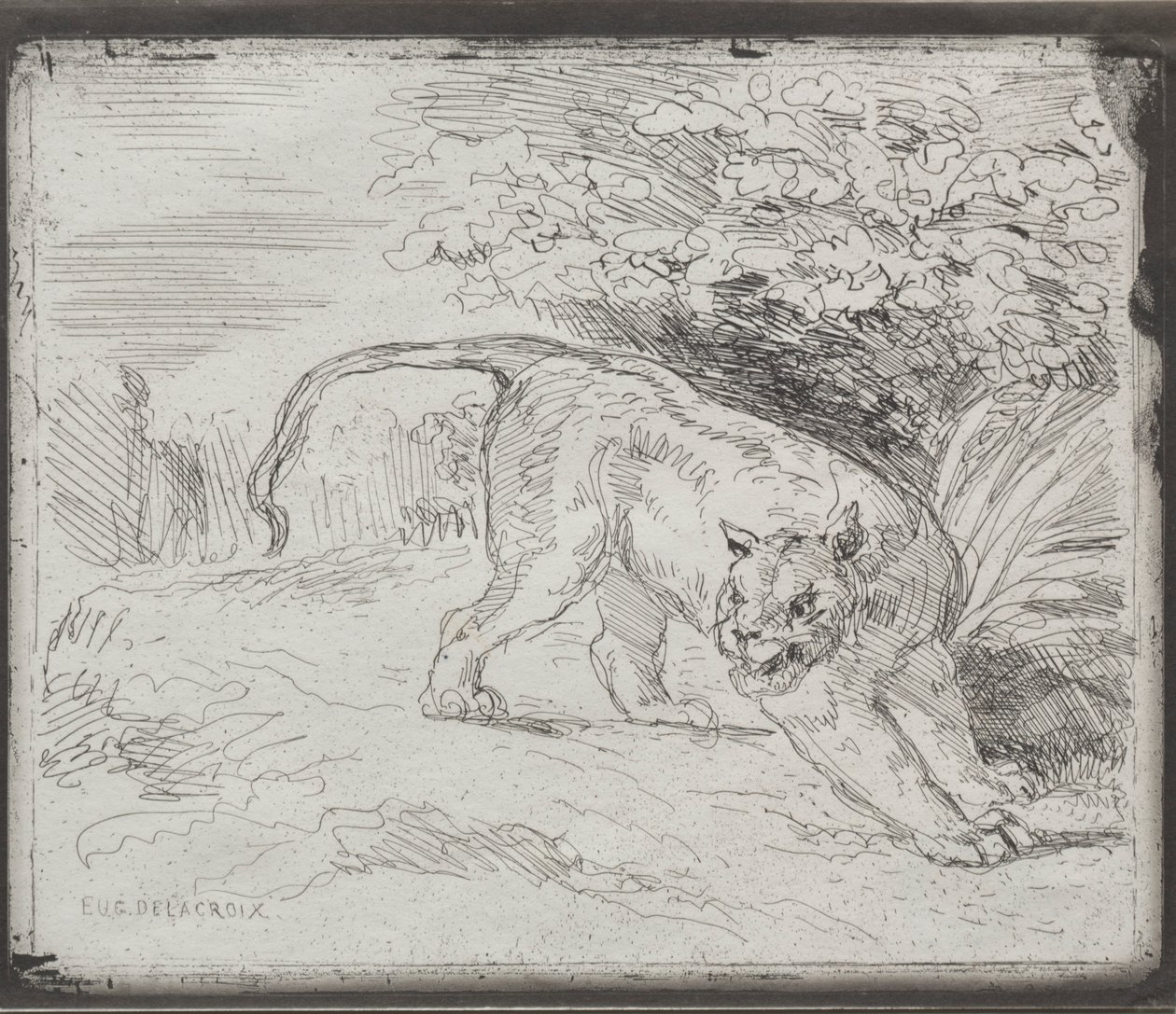 Un tigre piégé, 1854 - Ferdinand Victor Eugene Delacroix
