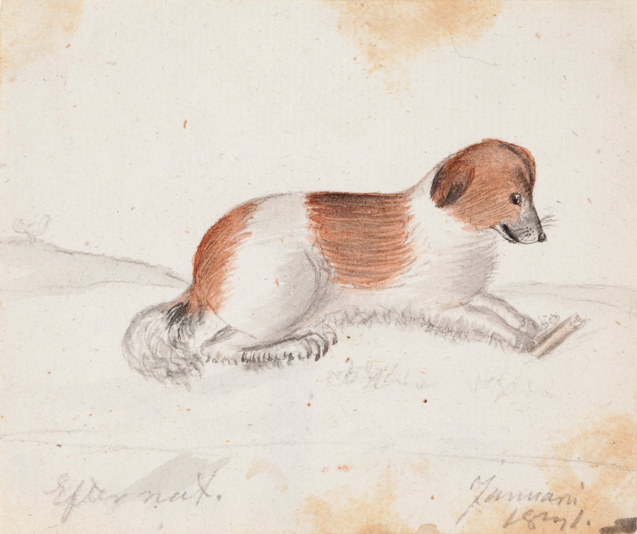 Chien - Ferdinand von Wright