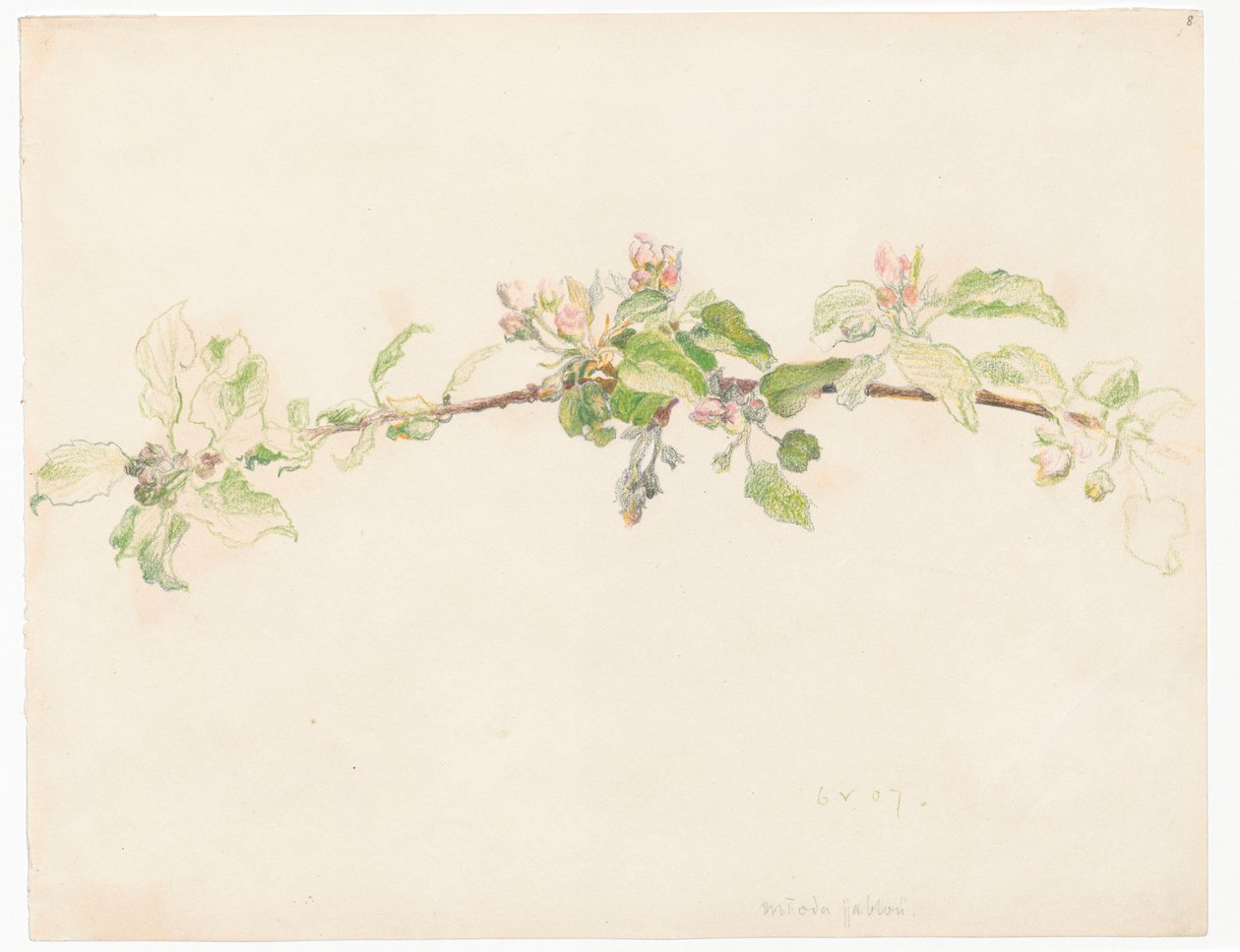 Branche de pommier en fleurs - Ferdynand Ruszczyc