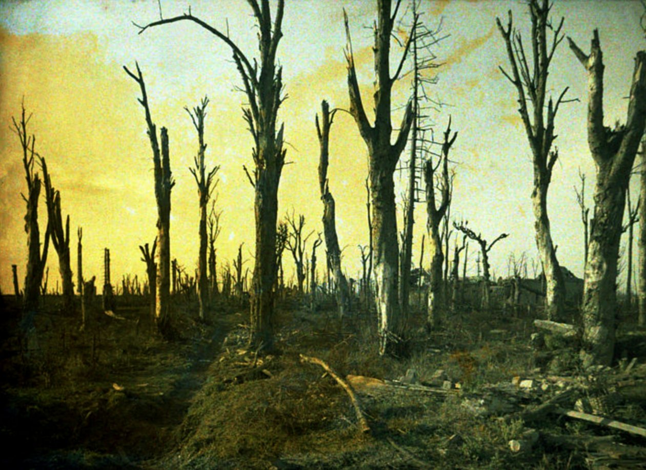 Arbres détruits pendant la bataille, Chaulnes, Somme, France, 1917 - Fernand Cuville