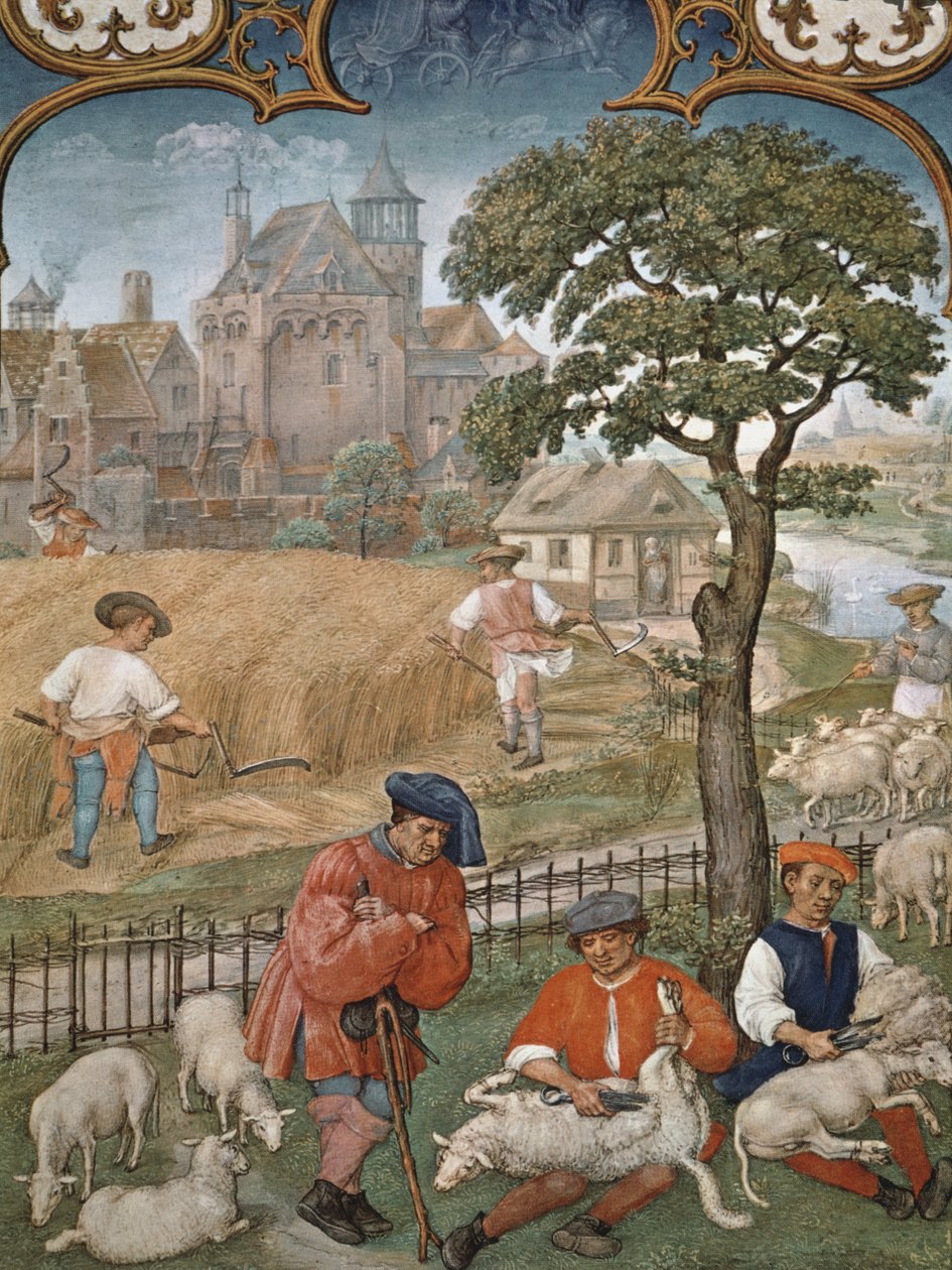 Fol.7v Le mois de juillet : Récolte et tonte des moutons, du Breviarium Grimani, vers 1515 - Flemish School
