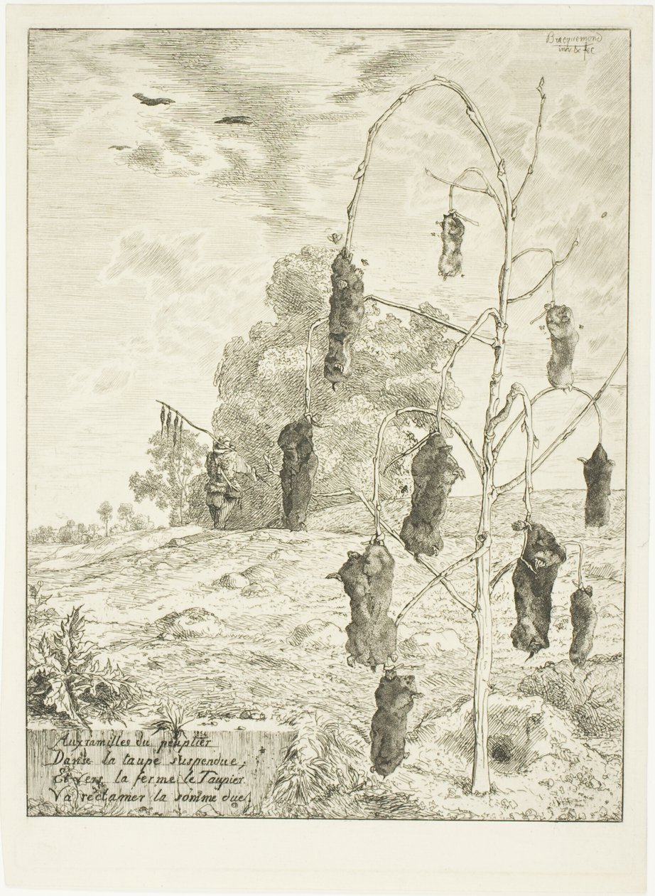 Moles - Félix Henri Bracquemond